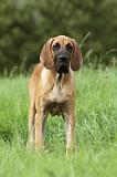 DOGUE ALLEMAND 269